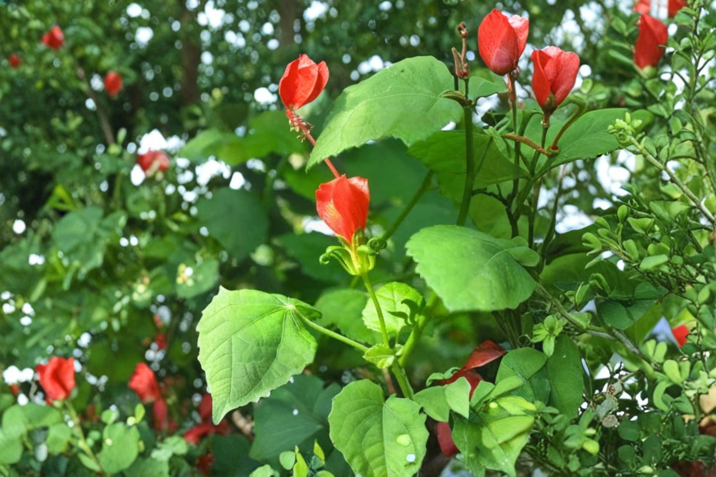 Turk's Cap Live Plant – 1 Gallon – Fully Rooted – Malvaviscus arboreus