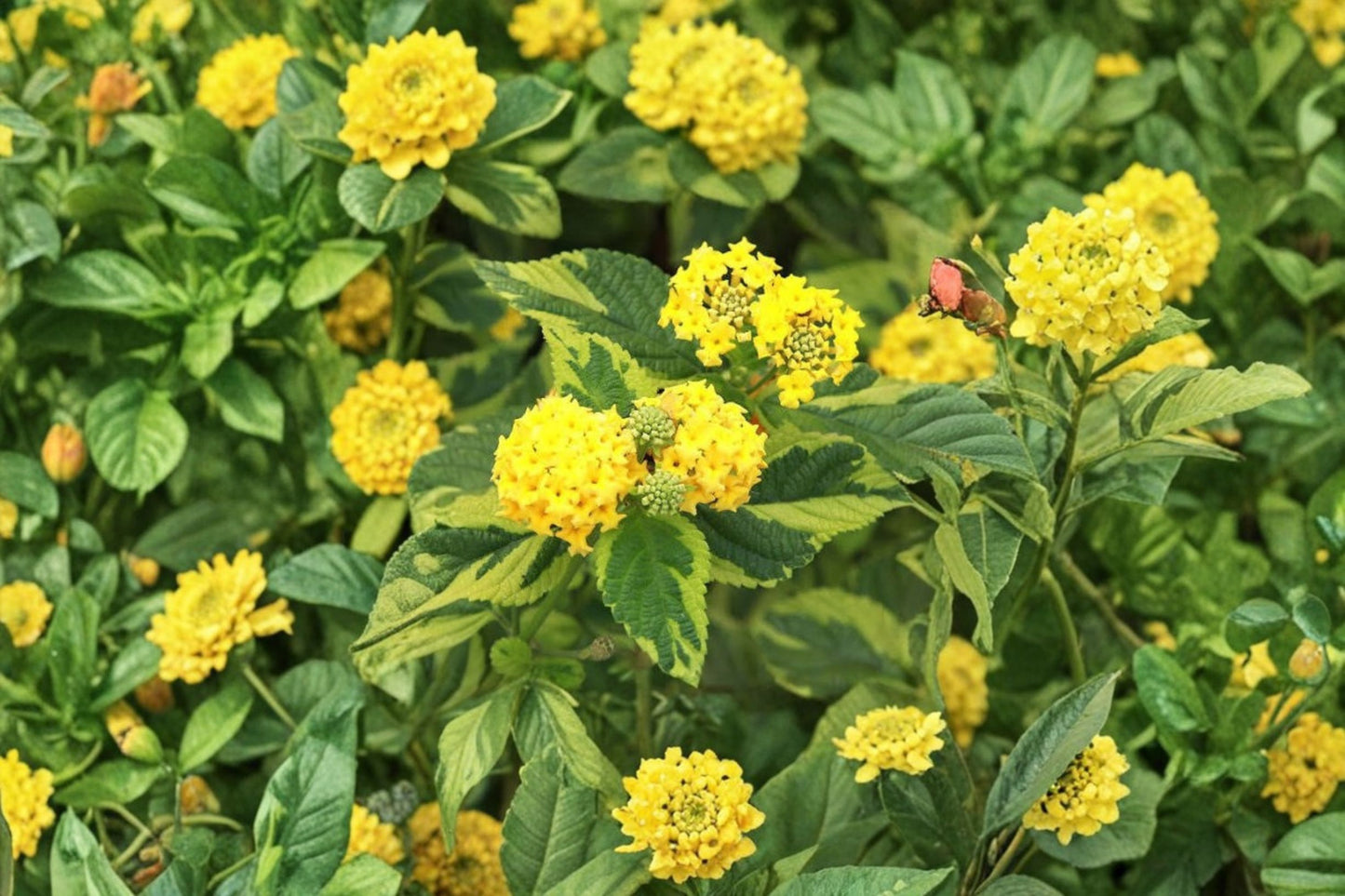 Lantana Samantha Variegated Live Plant Plug – 1–3" Tall – Lantana camara 'Samantha'