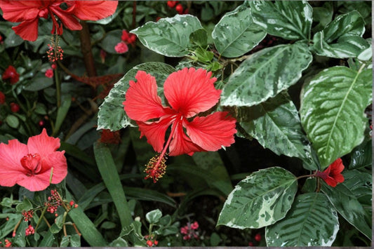Snow Queen Hibiscus 2 Live Plants – 4–6 Inches Tall, Rooted with Soil – Hibiscus rosa-sinensis