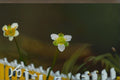 Water Plantain Seeds Alisma Triviale Large Flower Aquatic Marginal Pond Plant Native Wetland Garden Plant 100 Seeds