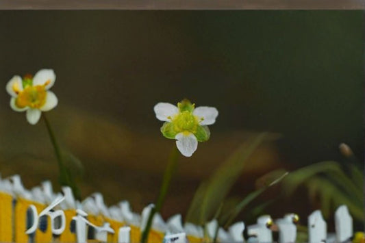 Water Plantain Seeds Alisma Triviale Large Flower Aquatic Marginal Pond Plant Native Wetland Garden Plant 100 Seeds