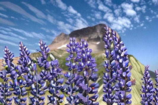 Riverbank Lupine Seeds Lupinus Rivularis Native Perennial Purple Blue Flower Wildflower Garden Pollinator Plant 15 Seeds