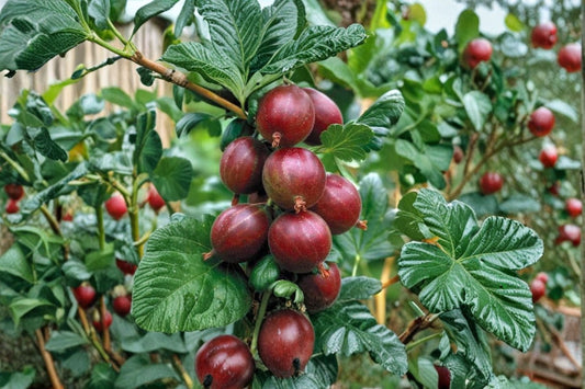 Jahns Prairie Gooseberry Live Plant – 2.5" Pot – Cold Hardy Fruiting Shrub
