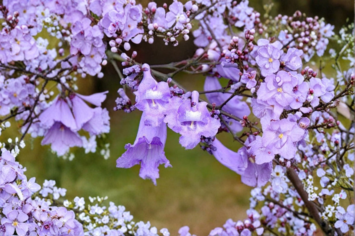 3 Jacaranda mimosifolia Cuttings | Purple Jacaranda Tree | 6-8 Inch Unrooted Cuttings | Jacaranda Propagation | Flowering Tree Cuttings