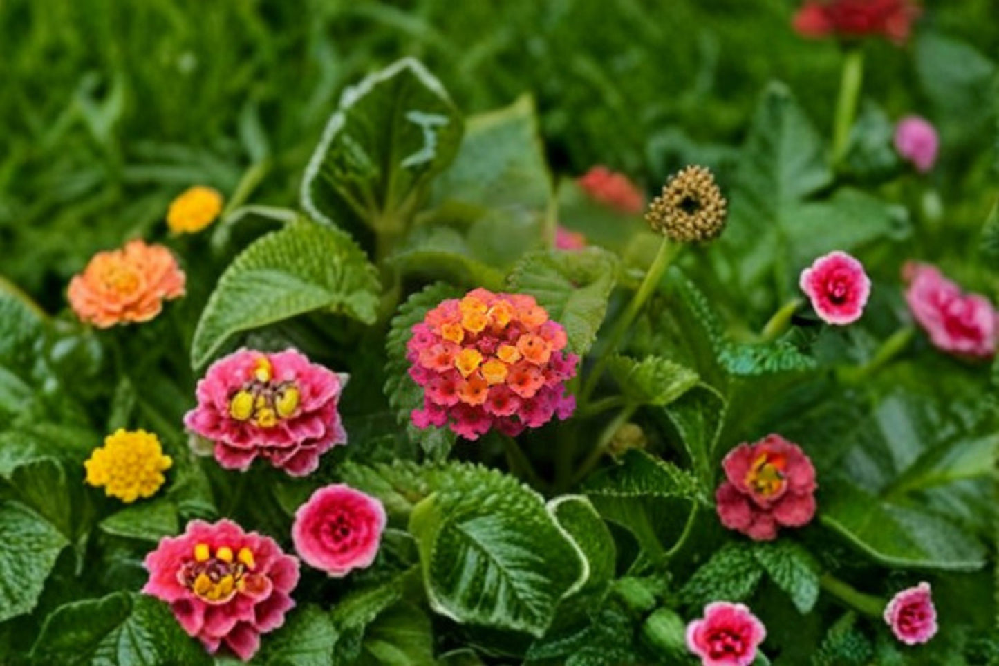 Chapel Hill Pink Huff Lantana Live Plug Plant – 1–3 Inch Tall – Lantana camara