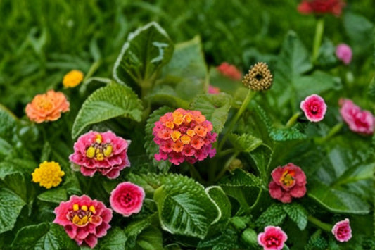Chapel Hill Pink Huff Lantana Live Plug Plant – 1–3 Inch Tall – Lantana camara