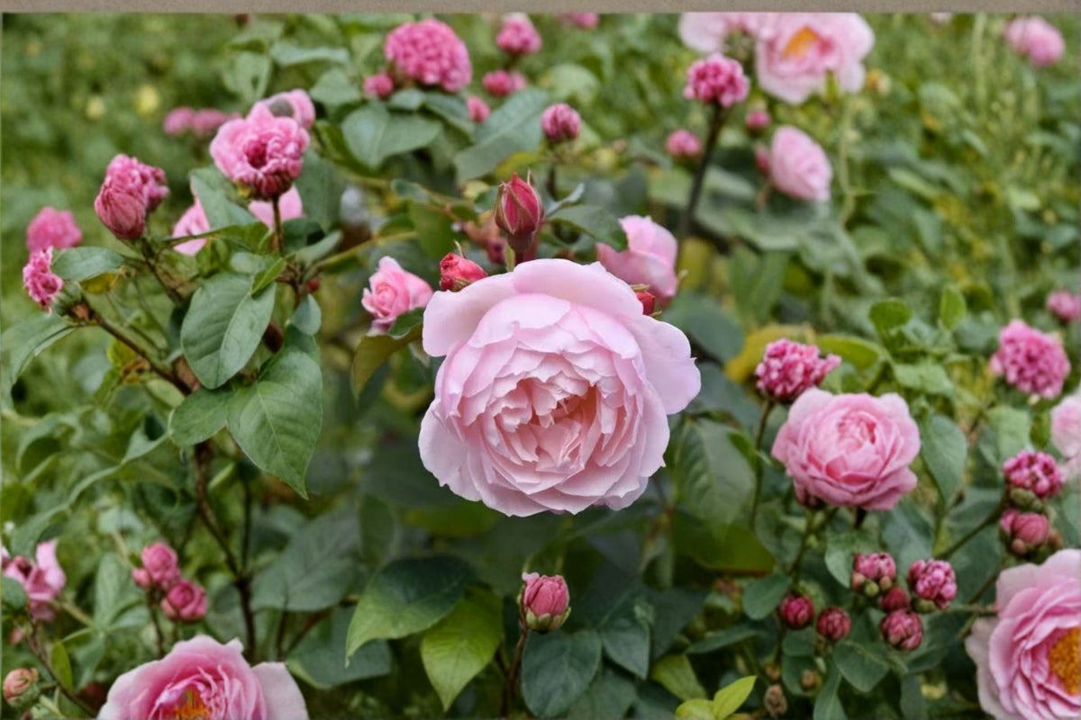 Ausdrawn Climbing Rose Cuttings | 3 Fresh Unrooted Rose Cuttings | 6 Inch Live Rose Plant Cuttings | Climbing Rose Propagation