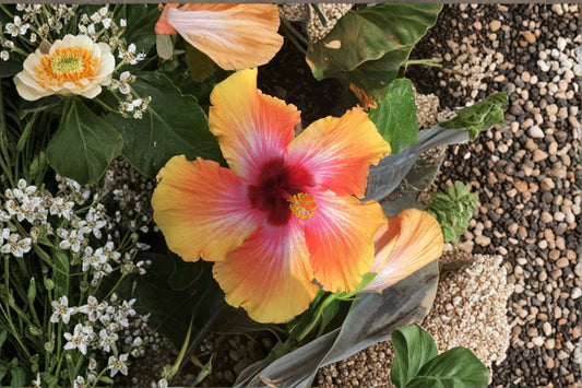 Sensation Hibiscus 1 Plant – Hibiscus rosa-sinensis ‘Sensation’