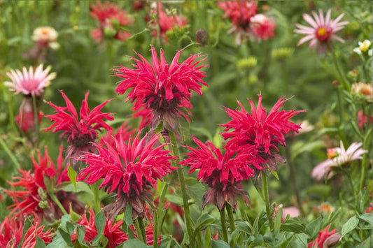 Monarda didyma 'Mahogany' Live Bee Balm | Red Flowering Perennial | Hummingbird & Butterfly Plant | 2.5 Inch Pot | Zones 4-9