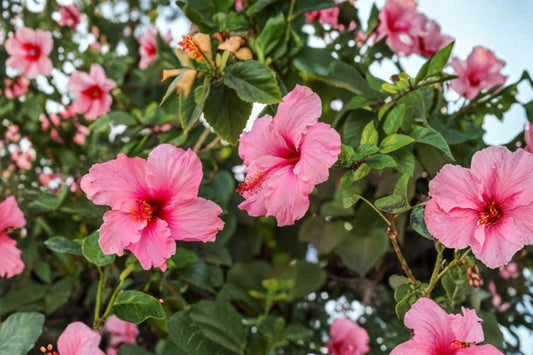 Seminole Pink Hibiscus Live Plant – 3–5" Tall – Flowering Starter
