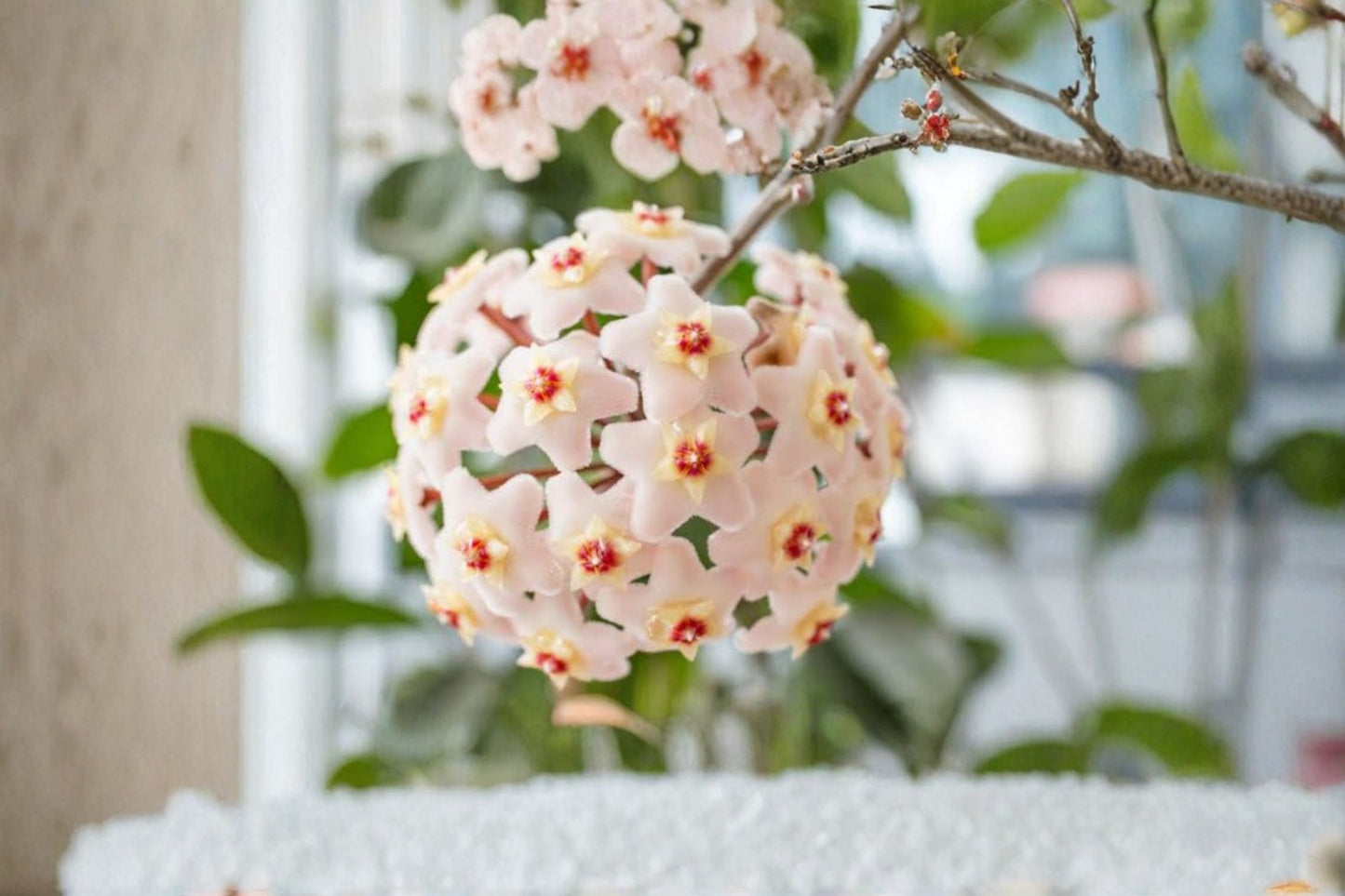 Hoya nummularioides Live Plant – 5–7" Tall in 4" Pot – Fragrant Wax Plant