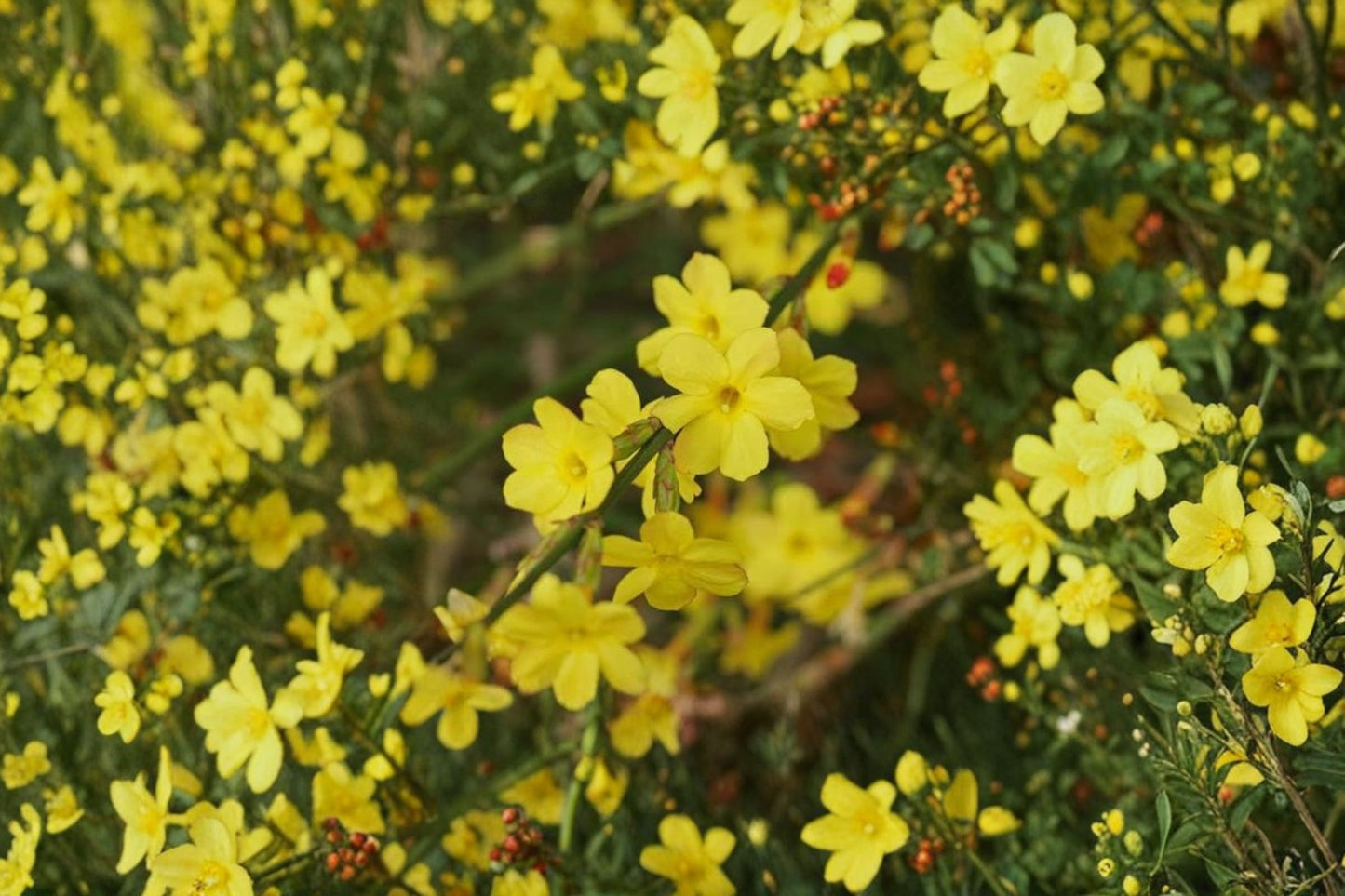 Winter Jasmine 10 Live Stem Cuttings – 8–10" Unrooted – Jasminum nudiflorum