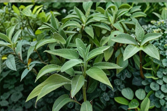 3 Live Green Sage Plants – 4–6" Tall – No Pot – Salvia officinalis Culinary Herb