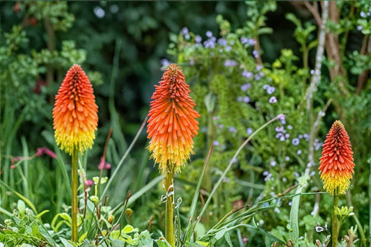 Red Hot Poker 1 Live Plant – 8–12 Inches Tall – Orange Yellow Blooms – Kniphofia