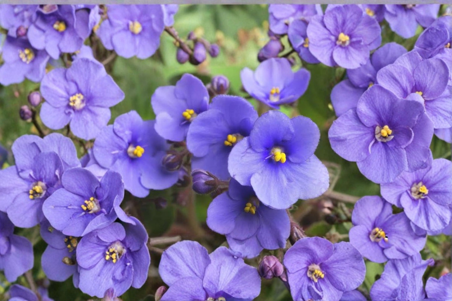 Blue Violet Live Plant (3–5 Inches Tall) in 4-Inch Pot – Viola spp.