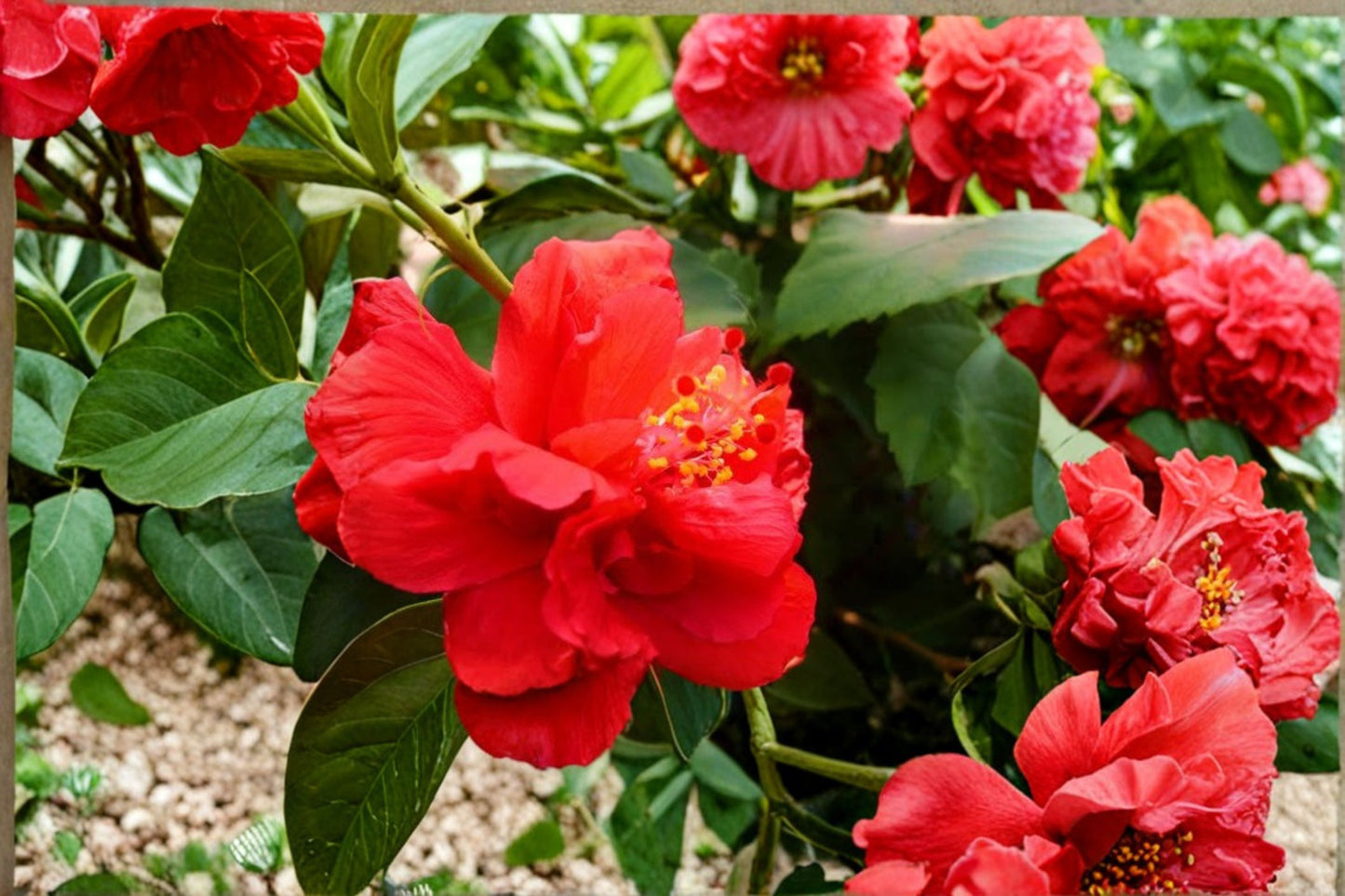 Anderson's Double Red Tropical Hibiscus Live Plant – 8–12" Tall – 4" Pot – Hibiscus rosa-sinensis