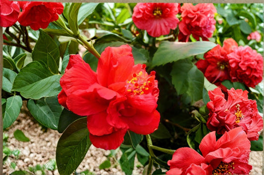 Anderson's Double Red Tropical Hibiscus Live Plant – 8–12" Tall – 4" Pot – Hibiscus rosa-sinensis