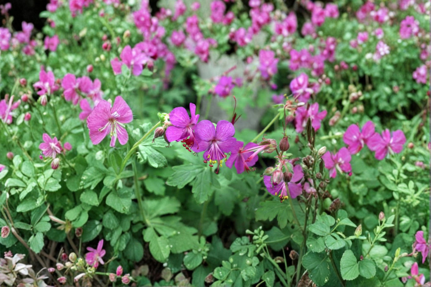 3 Bigroot Geranium Live Starter Plants – Hardy Perennial Ground Cover – Geranium macrorrhizum