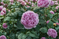 Karen Rose Own Root Live Plant – Blue Purple Fragrant Japanese Rose