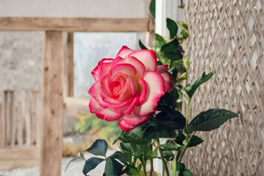 Cherry Parfait Shrub Rose Live Plant – Jubilé du Prince de Monaco – Rosa