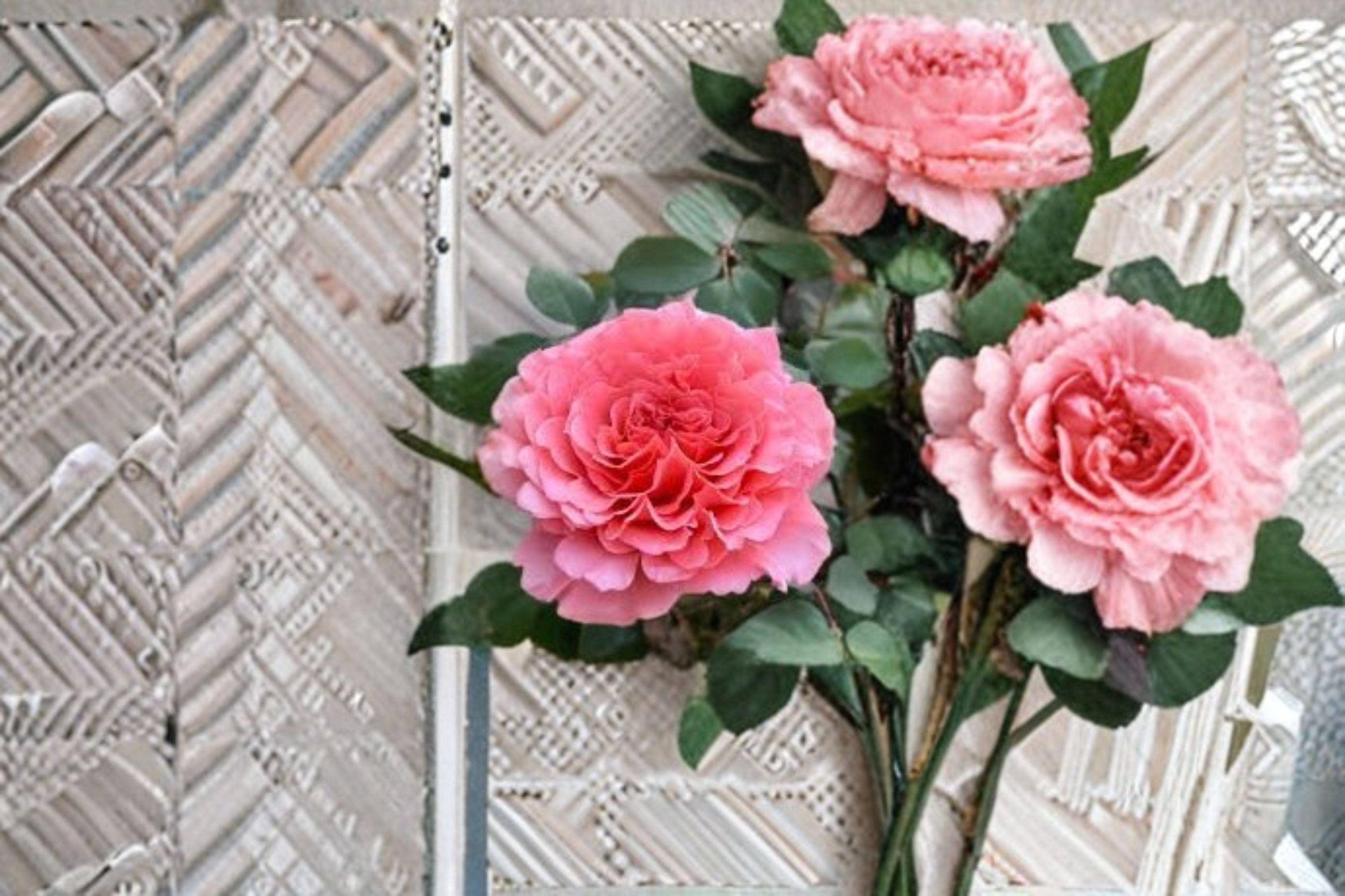 Laurent Cabrol Rose Live Plant – Fragrant Garden Rose