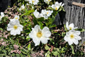 Cherokee Rose Live Plant – Bare Root White Climbing Rose