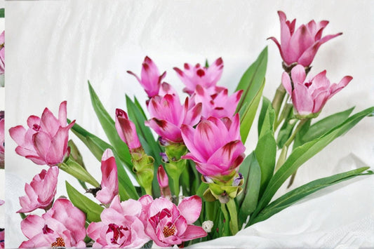 Siam Shadow Curcuma Live Plant – 4" Pot – Ornamental Ginger