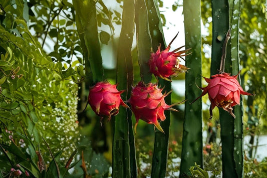 Purple Dragon Fruit 1 Live Plant – 2.5-Inch Pot – Hylocereus undatus