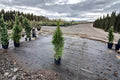 Emerald Green Arborvitae 1 Plant – Thuja occidentalis ‘Smaragd’