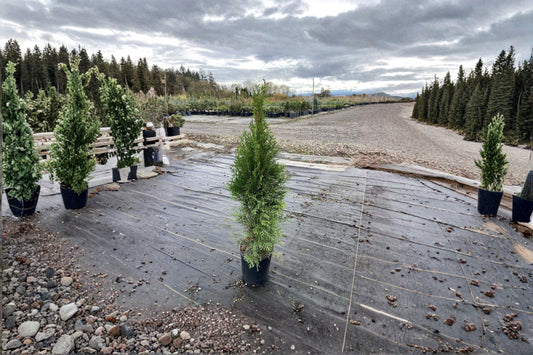 Emerald Green Arborvitae 1 Plant – Thuja occidentalis ‘Smaragd’