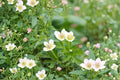 Thimbleweed Seeds Anemone cylindrica White Wildflower Seeds Native Perennial Garden Planting 100 Seeds