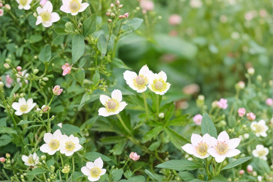 Thimbleweed Seeds Anemone cylindrica White Wildflower Seeds Native Perennial Garden Planting 100 Seeds