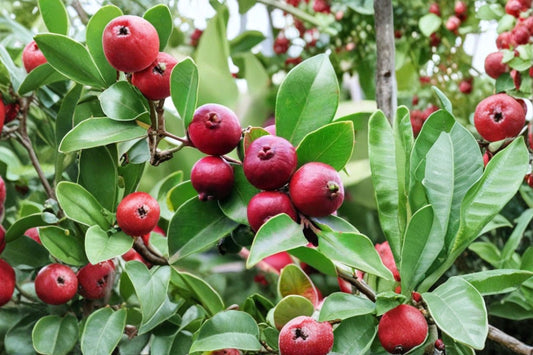 Red Strawberry Guava Live Plant – 18" Tall – 2-Year-Old – Psidium cattleianum