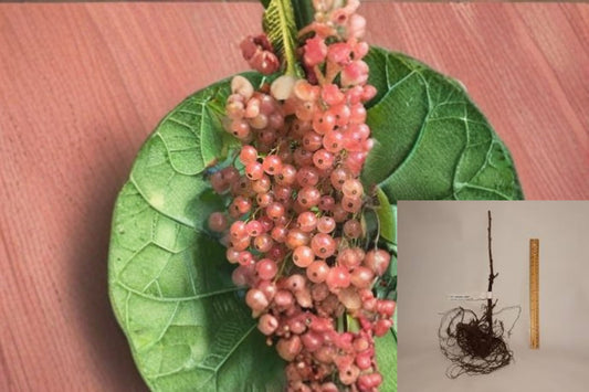 Pink Champagne Currant 8 Cuttings – Ribes rubrum