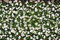 Trailing Lantana 1 Plant – Lantana camara