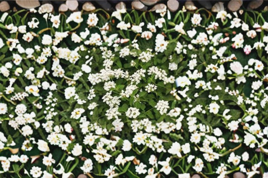Trailing Lantana 1 Plant – Lantana camara