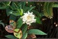 Cape Jasmine Seeds Gardenia jasminoides White Fragrant Flower Seeds Ornamental Shrub Garden Planting 20 Seeds