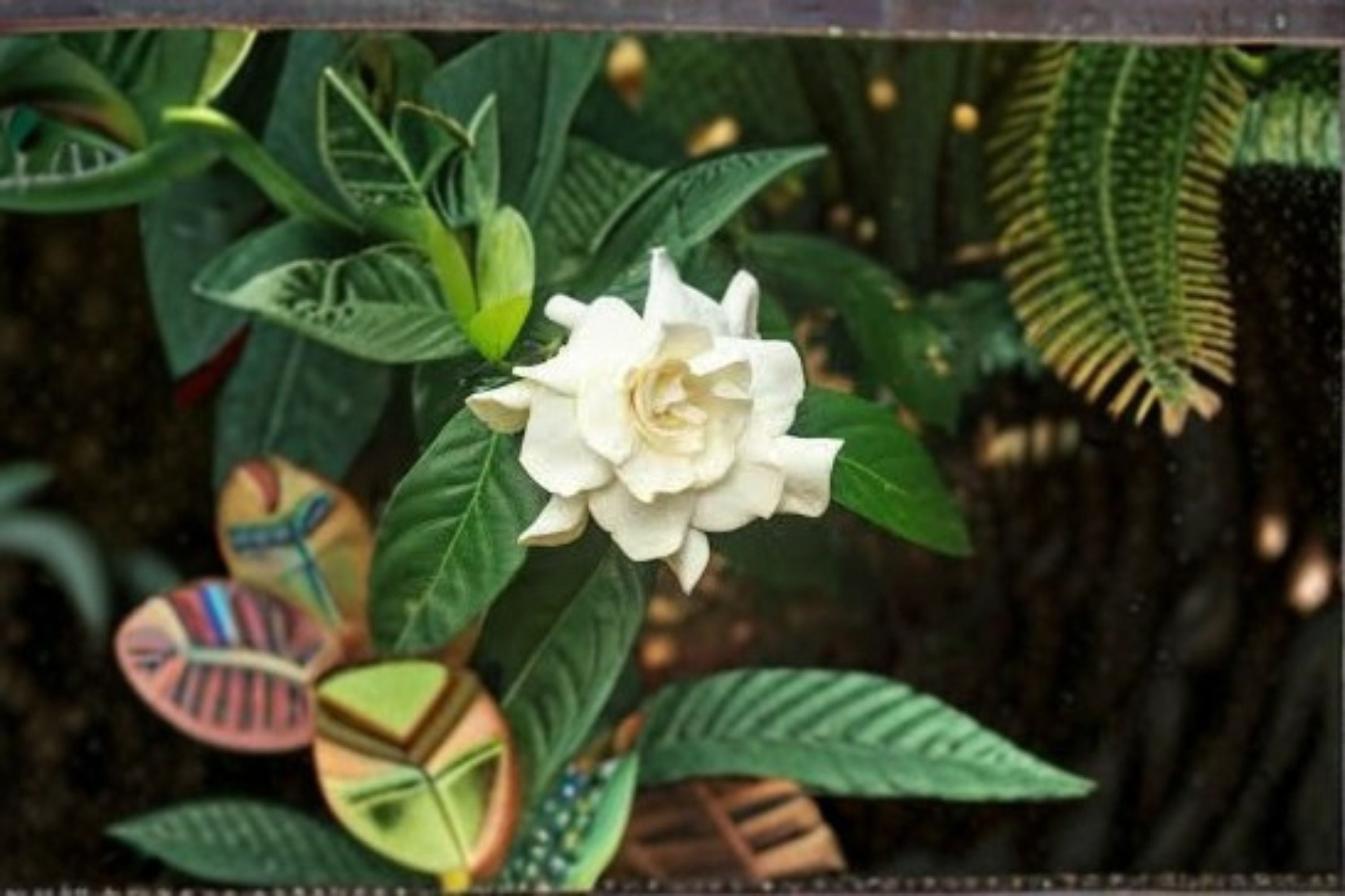 Cape Jasmine Seeds Gardenia jasminoides White Fragrant Flower Seeds Ornamental Shrub Garden Planting 20 Seeds