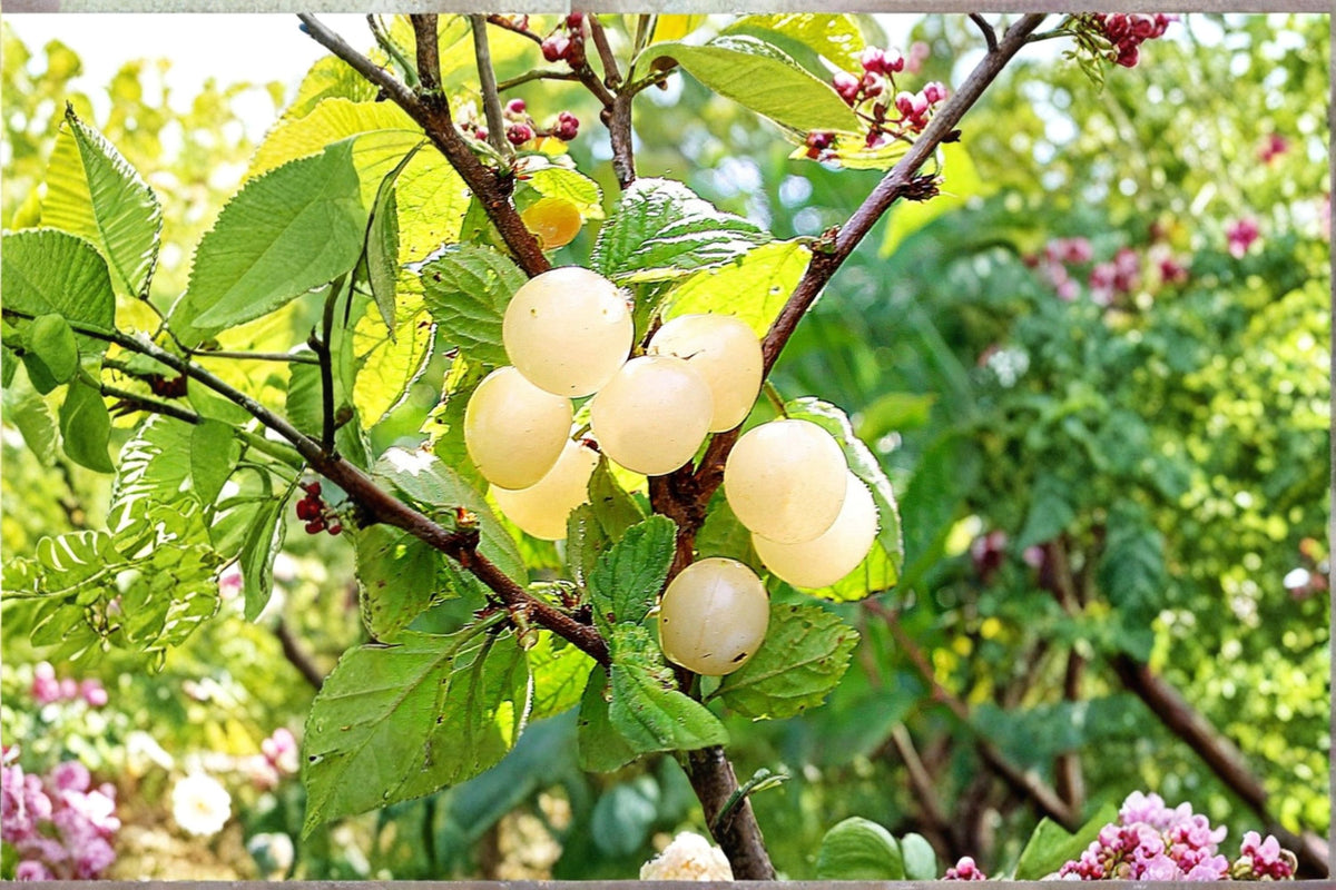 2 Nanking White Sweet Cherry Starter Plants | Compatible Pollination Pair | 20-30 Inch Gallon Grown Bushes | Zones 2-7