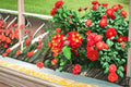 Dallas Red Lantana 1 Plant – Lantana camara ‘Dallas Red’