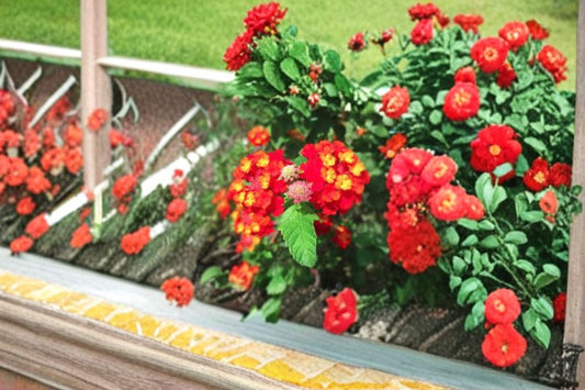 Dallas Red Lantana 1 Plant – Lantana camara ‘Dallas Red’