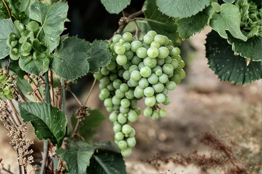 Himrod Seedless Grape Live Vine – 1–2 Year Old Rooted Plant – Vitis 'Himrod'