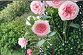 Pompom Veranda Rose Live Plant – Repeat Blooming Patio Rose