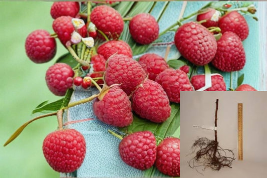 Heritage Raspberry 10 Cuttings – Rubus idaeus