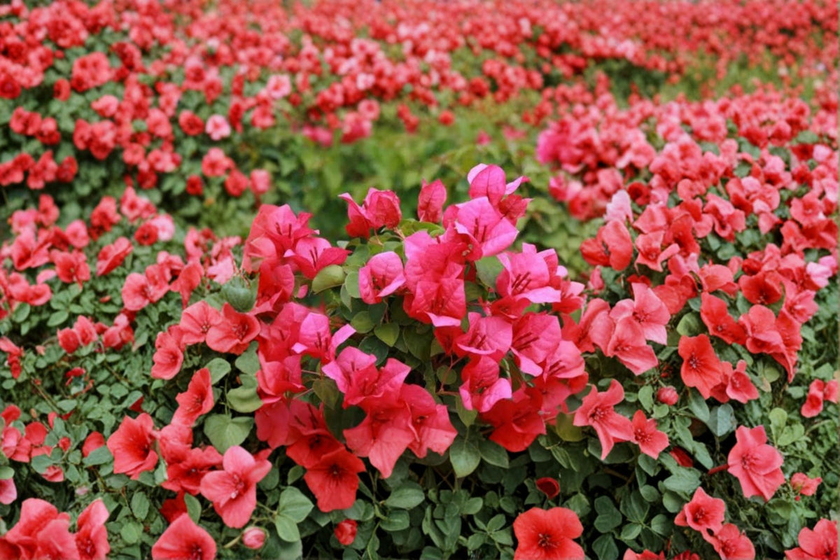 2 Juanita Hatten Bougainvillea Live Plants | Rooted Starter Plants | 4-6 Inch Plants | Tropical Flowering Vine | No Pot | Patio Plant