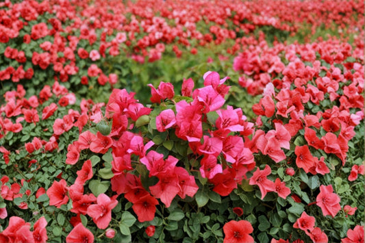 2 Juanita Hatten Bougainvillea Live Plants | Rooted Starter Plants | 4-6 Inch Plants | Tropical Flowering Vine | No Pot | Patio Plant