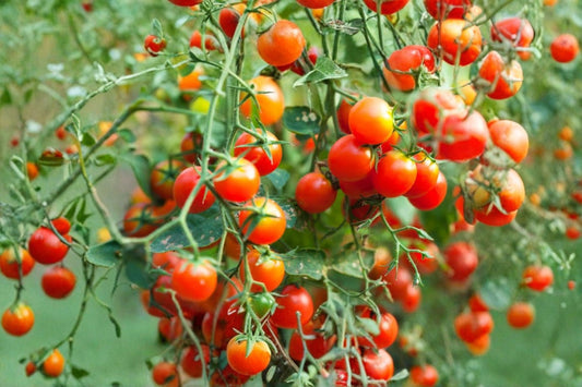 Cherry Tomato 2 Live Plants – 4–6" Tall – 4" Pots – Red Tomato Plant