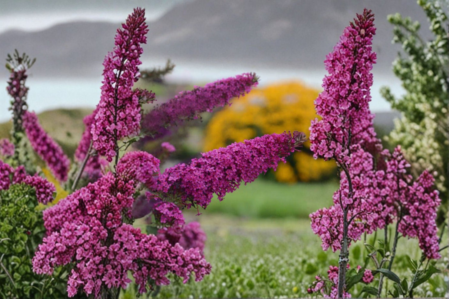 7 Purple Butterfly Bush Unrooted Cuttings – 6" Live Stem Cuttings – Buddleja davidii