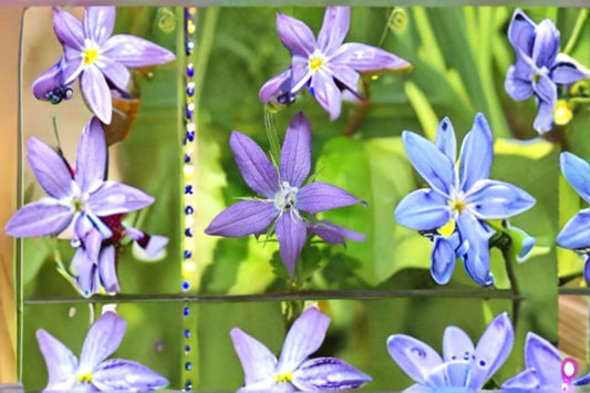 Venus Looking Glass Seeds Triodanis Perfoliata Purple Wildflower Annual Garden Meadow Plant Border Flower 1000 Seeds