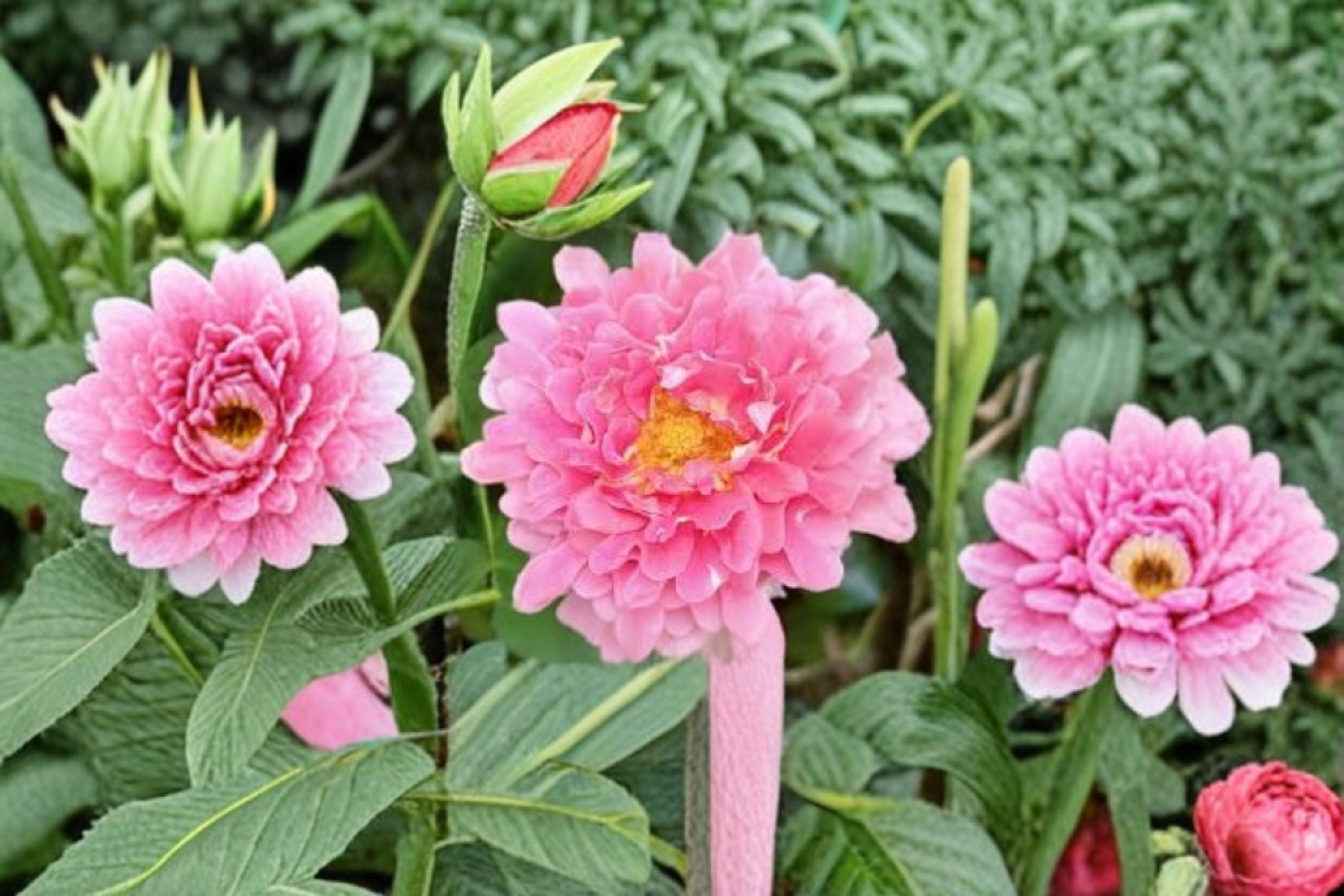 Fancy Ruffle Rose Live Plant – Fragrant Repeat Blooming Rose